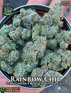 Rainbow Chip (regular) - Exotic Genetix