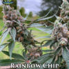 Rainbow chip (regular) - exotic genetix