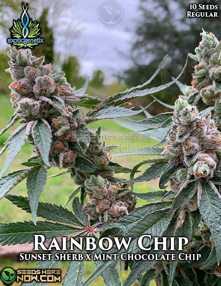 Exotic-Genetix-Rainbow-Chip