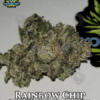 Rainbow chip (regular) - exotic genetix