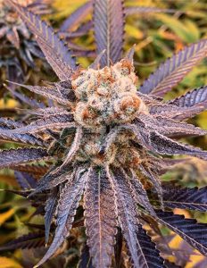 Exotic-genetix-strawberries_cream1-retired