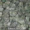 Thuglife (regular) - Exotic Genetix