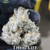 Thuglife (regular) - Exotic Genetix