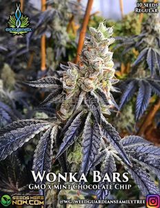 Wonka Bars (Regular) - Exotic Genetix