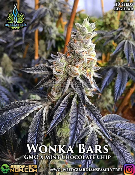 Wonka Bar & PBB - Farkas Farms ✌️ : r/OhioMarijuana