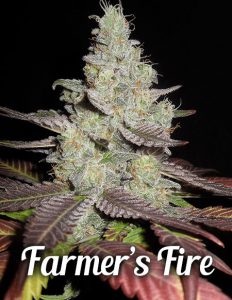 Farmers-fire