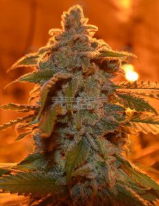 Green-fire-genetics-peach-pie
