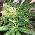 Circus Peanuts (Regular) - Green Team Genetics