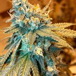 Fruit Ambrosia (Regular) - Green Team Genetics