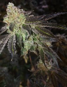 Gelato Pebbles (Regular) - Green Team Genetics