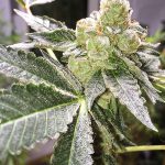 Ghost Pebbles 95 (Regular) - Green Team Genetics