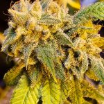 Lemon Crumb (Regular) - Green Team Genetics