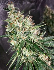 Orange Fruit Bound (regular) - Green Team Genetics