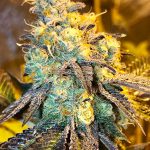 Pebble Pie (Regular) - Green Team Genetics