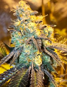 Pebble Pie (Regular) - Green Team Genetics