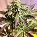 Pie 95 F2 (Regular) - Green Team Genetics - Last One