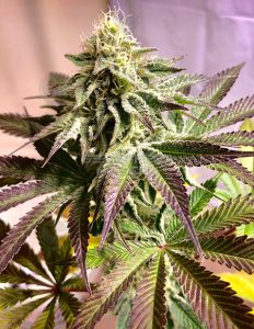 Pie 95 F2 (Regular) - Green Team Genetics