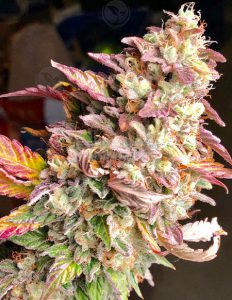 Pie of the Tiger (Regular) - Green Team Genetics