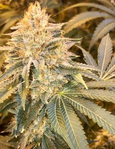 Pie Til I Die (Regular) - Green Team Genetics
