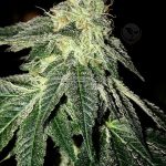 Pie Tree (Regular) - Green Team Genetics