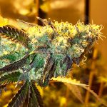 Rainbow Jimmies (Regular) - Green Team Genetics