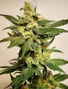 Strawberry Fruit Bound (Regular) - Green Team Genetics
