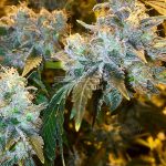 Tristar Pebbles (Regular) - Green Team Genetics