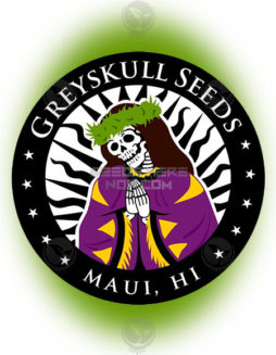 Greyskull Seeds - Maui Girl F2 V2greyskull-seeds