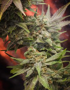 homegrown-natural-wonders-doctor-who