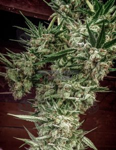 homegrown-natural-wonders-nurse-jackie