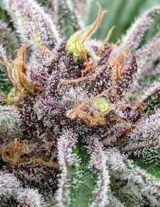 homegrown-natural-wonders-old-dirty-diesel