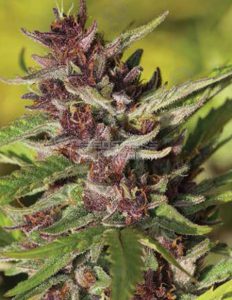 Blood orange amethyst (regular) - humboldt seed company