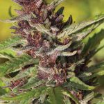 Amethyst (Feminized) - Humboldt Seed Company