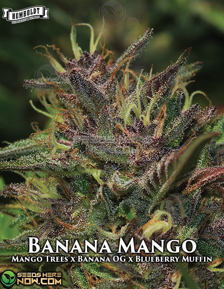 Humboldt-Seed-Company-Banana-Mango