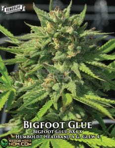 Big Foot Glue (feminized) - Humboldt Seed Company