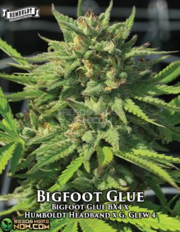Humboldt Seed Company - Bigfoot Glue {REG} [20pk]humboldt-seed-company-bigfoot-glue