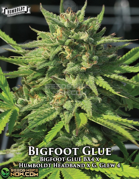 Humboldt-Seed-Company-Bigfoot-Glue