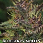 Blueberry Muffin (Feminized) - Humboldt Seed Company