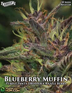 Blueberry muffin (regular) - humboldt seed company