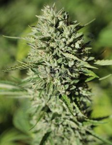 Humboldt seed company cherry jane marijuana seeds