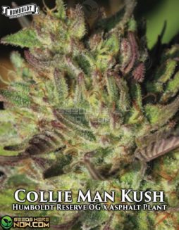 Humboldt Seed Company - Collie Man Kush {REG} [20pk]humboldt-seed-company-collie-man