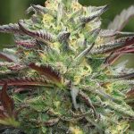 GS Cookies (Feminized) - Humboldt Seed Company