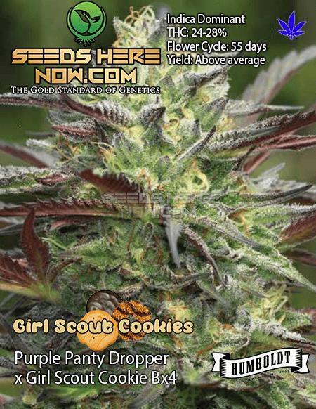 Humboldt Seed Company G S Cookies Seeds Here Now