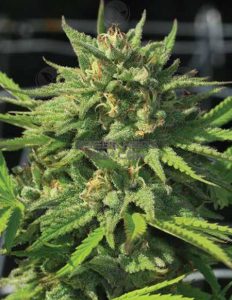 humboldt-seed-company-guerrilla-og