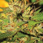 Humboldt Headband (Feminized) - Humboldt Seed Company