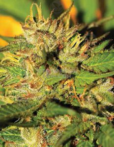 Humboldt headband (feminized) - humboldt seed company