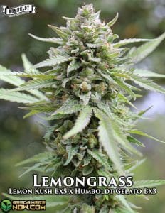 Lemongrass (regular) - Humboldt Seed Company