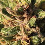 Pineapple Muffin (Feminized) - Humboldt Seed Company