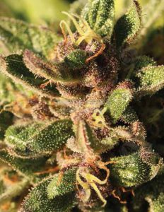 Pineapple muffin (feminized) - humboldt seed company