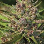 Purple Panty Dropper (Feminized) - Humboldt Seed Company